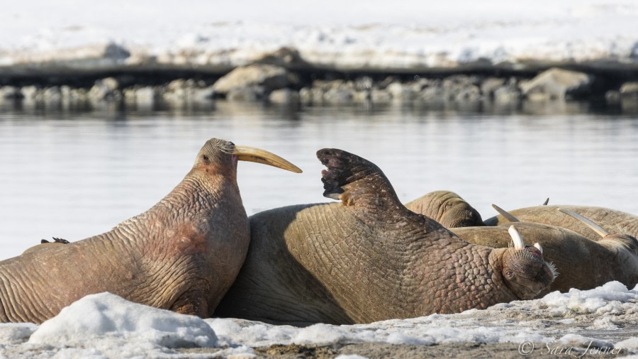 HDS01-22_Day 3 Gullybreen- Walrus 2 © Sara Jenner - Oceanwide Expeditions.jpg