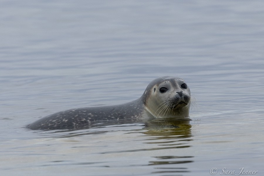 HDS01-22_Day 6 Harbour Seal © Sara Jenner - Oceanwide Expeditions.jpg