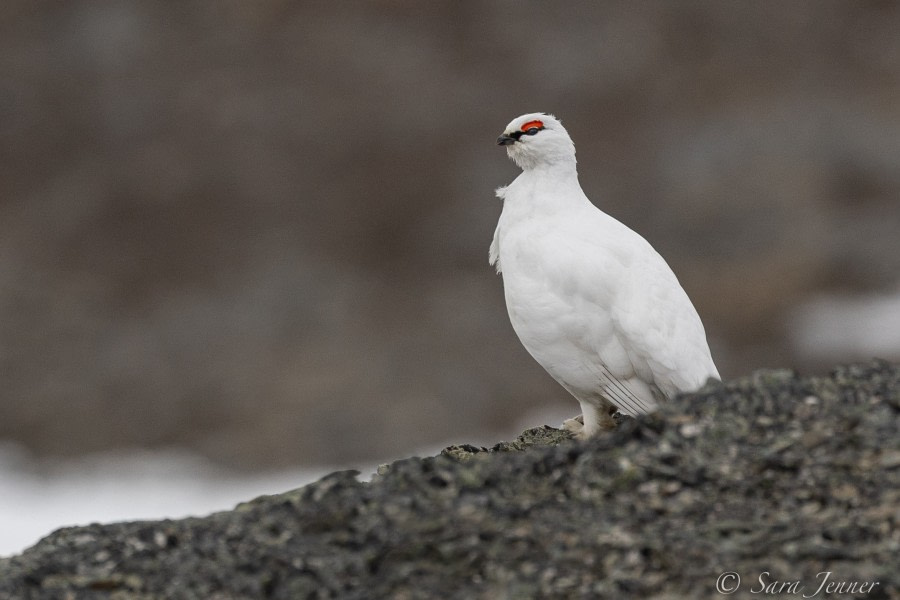 HDS01-22_Day 7 Ptarmigan  1 © Sara Jenner - Oceanwide Expeditions.jpg