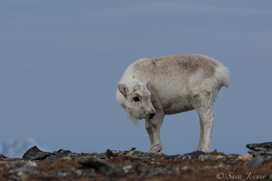 HDS01-22_Day 7 Reindeer 3 © Sara Jenner - Oceanwide Expeditions.jpg