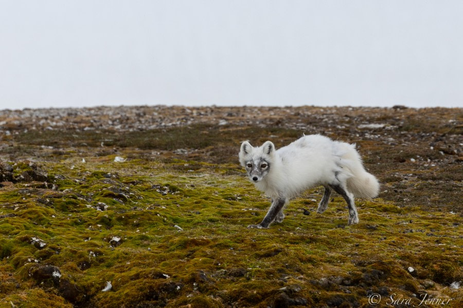 HDS02-22, Day 2, Arctic Fox 2 © Sara Jenner - Oceanwide Expeditions.jpg