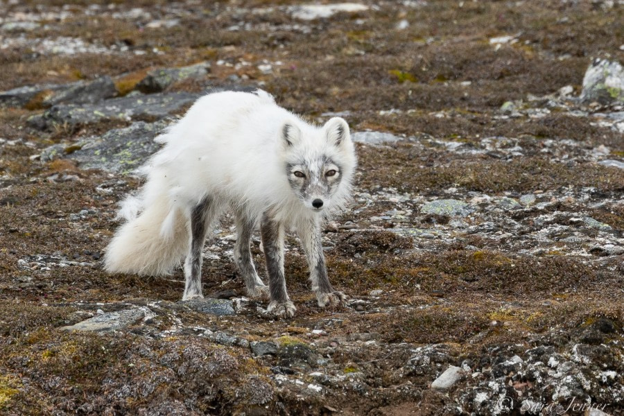 HDS02-22, Day 2, Arctic Fox 4 © Sara Jenner - Oceanwide Expeditions.jpg