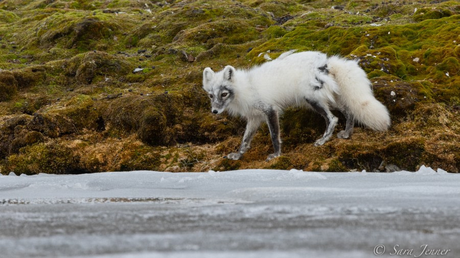 HDS02-22, Day 2, Arctic Fox 3 © Sara Jenner - Oceanwide Expeditions.jpg