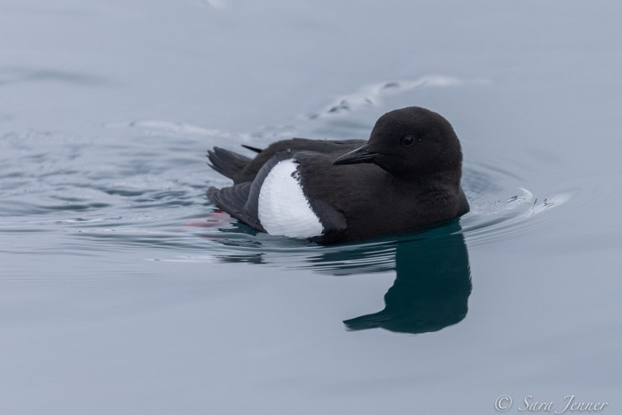 HDS02-22, Day 3, Black guillemot © Sara Jenner - Oceanwide Expeditions.jpg