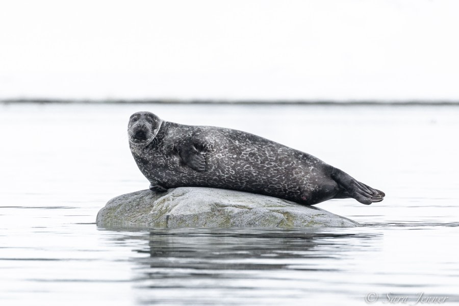 HDS02-22, Day 3, Harbour Seal © Sara Jenner - Oceanwide Expeditions.jpg
