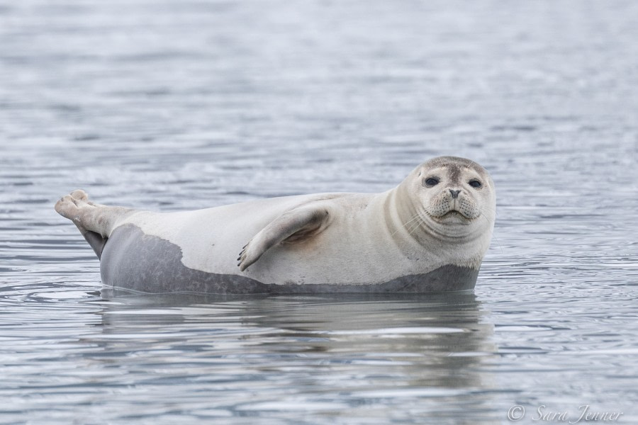 HDS02-22, Day 3, Harbour Seal 4 © Sara Jenner - Oceanwide Expeditions.jpg