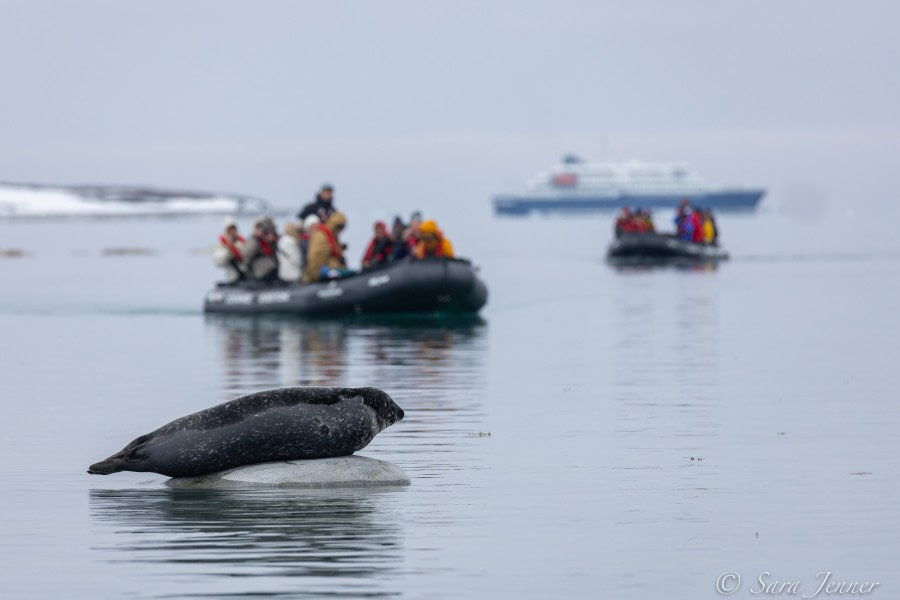 HDS02-22, Day 3, Harbour Seal 5 © Sara Jenner - Oceanwide Expeditions.jpg