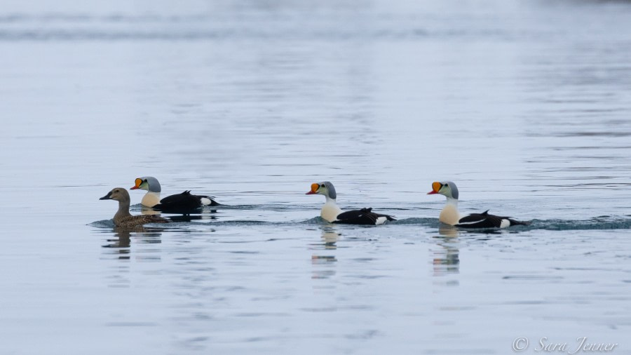 HDS02-22, Day 3, King Eiders 2 © Sara Jenner - Oceanwide Expeditions.jpg