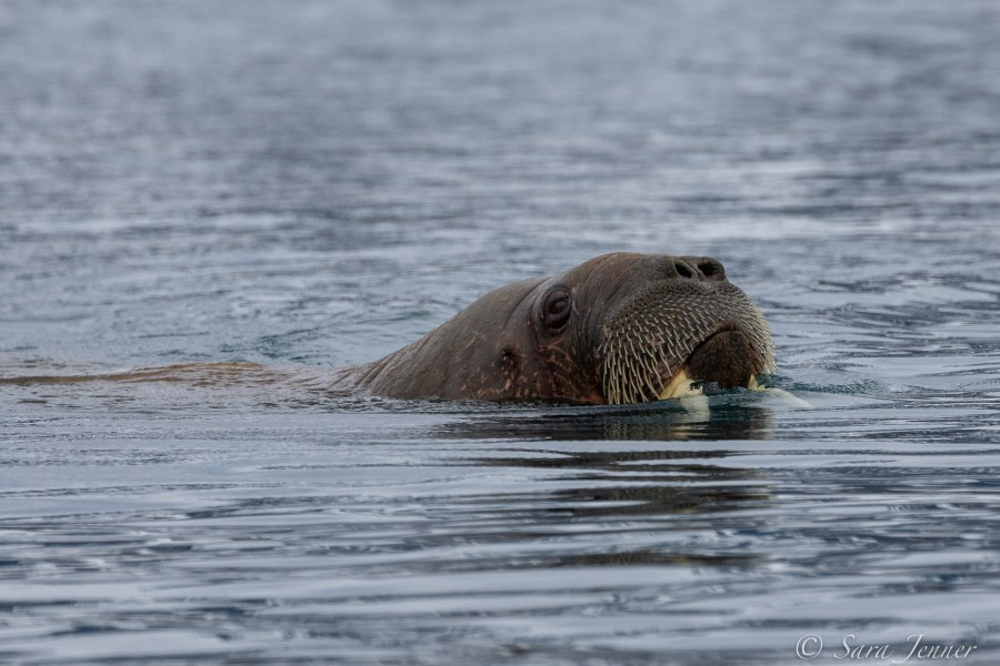 HDS02-22, Day 3, Walrus © Sara Jenner - Oceanwide Expeditions.jpg
