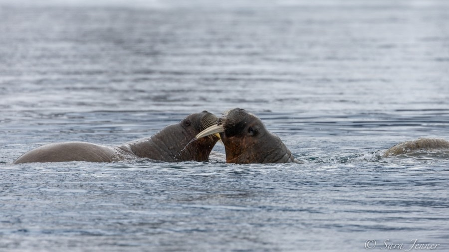 HDS02-22, Day 3, Walrus 1 © Sara Jenner - Oceanwide Expeditions.jpg