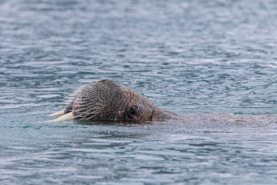 HDS02-22, Day 3, Walrus 6 © Sara Jenner - Oceanwide Expeditions.jpg