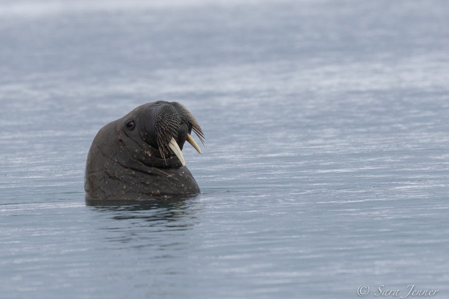 Magdalenefjord: Gullybukta and Gravsneset