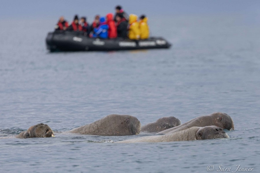 HDS02-22, Day 3, Walrus 9 © Sara Jenner - Oceanwide Expeditions.jpg