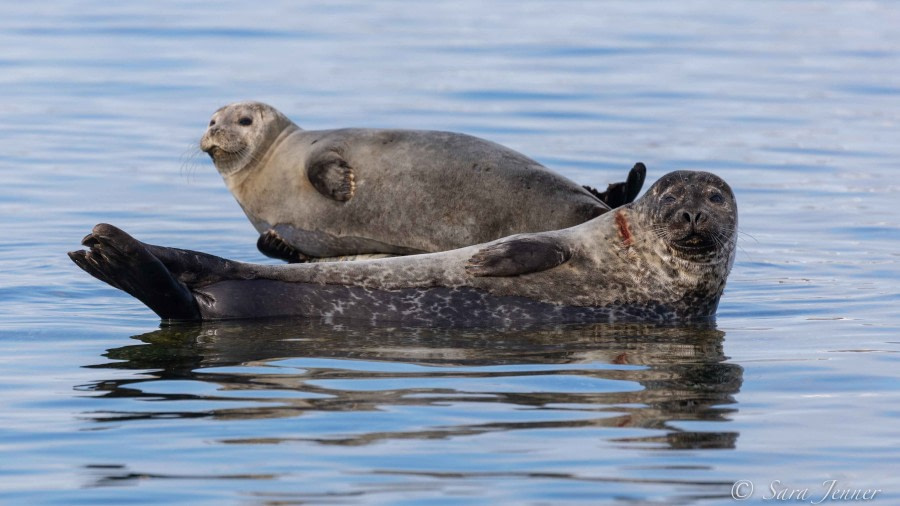 HDS02-22, Day 4, Harbour Seals 3 © Sara Jenner - Oceanwide Expeditions.jpg