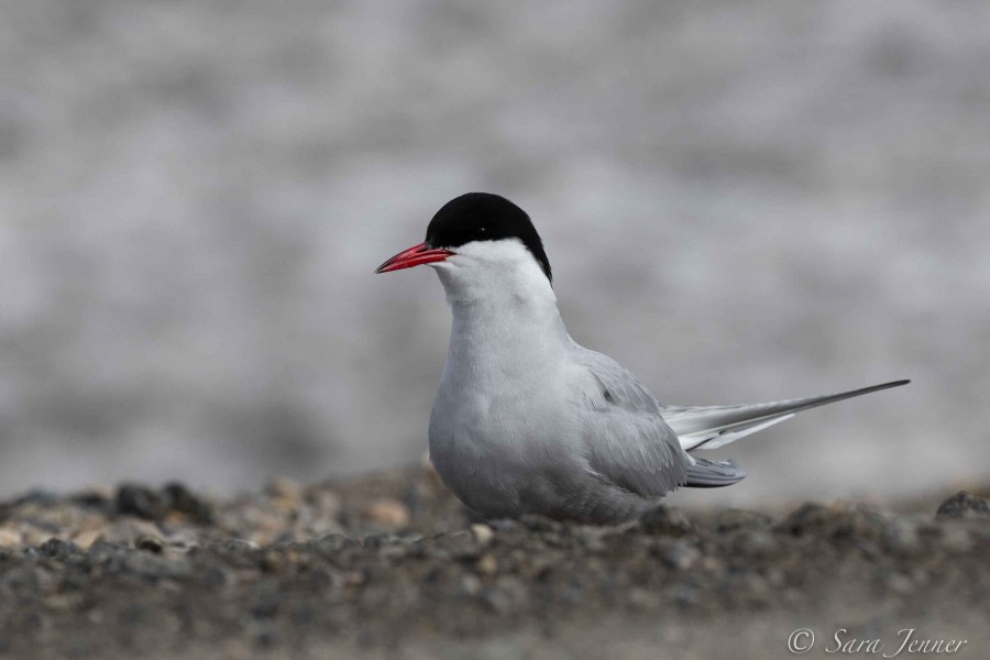 HDS02-22, Day 6, Arctic tern 3 © Sara Jenner - Oceanwide Expeditions.jpg