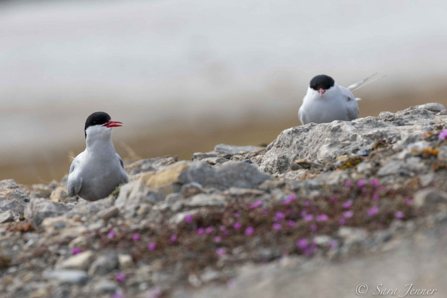 HDS02-22, Day 6, Arctic terns © Sara Jenner - Oceanwide Expeditions.jpg