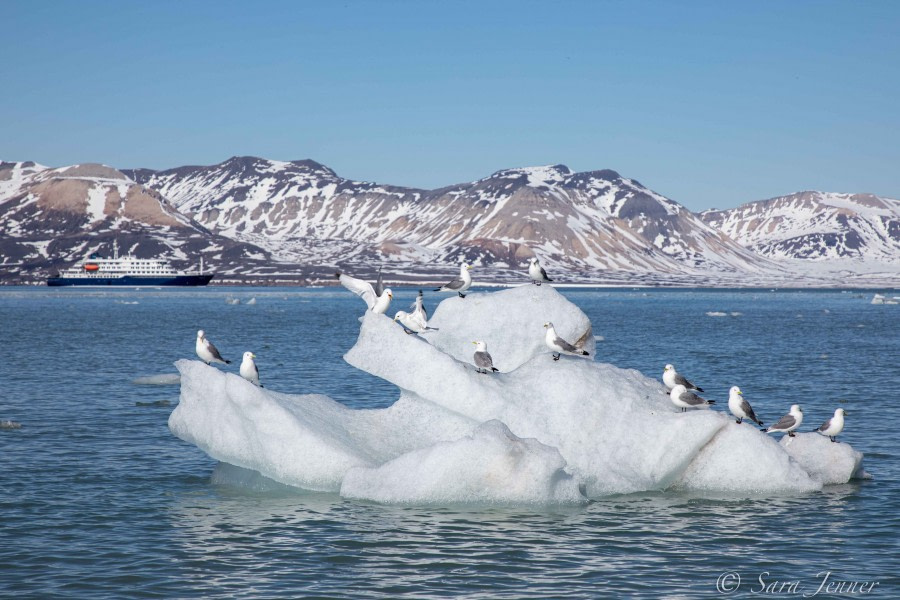 HDS02-22, Day 6, Kittewakes © Sara Jenner - Oceanwide Expeditions.jpg