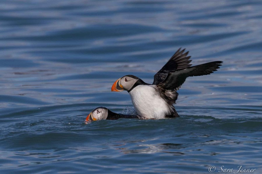 HDS02-22, Day 6, Mating puffins © Sara Jenner - Oceanwide Expeditions.jpg