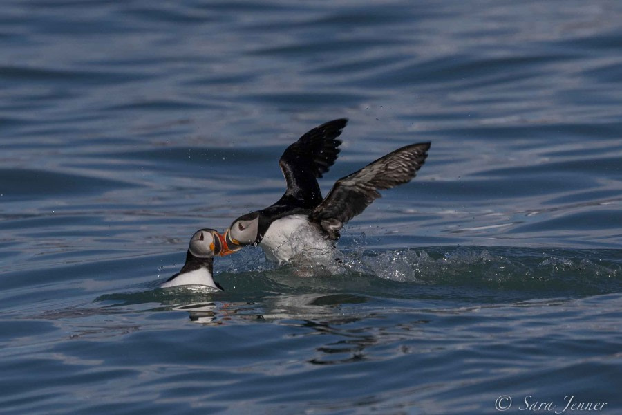 HDS02-22, Day 6, Puffins 1 © Sara Jenner - Oceanwide Expeditions.jpg