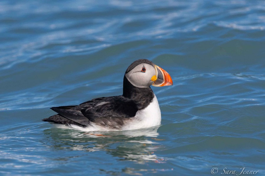HDS02-22, Day 6, Puffins 3 © Sara Jenner - Oceanwide Expeditions.jpg