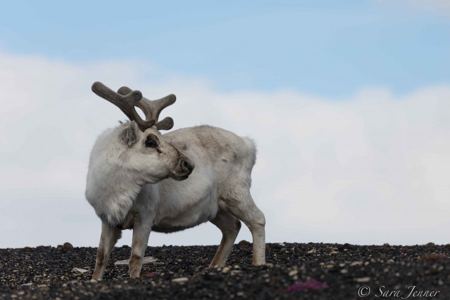 HDS02-22, Day 6, Reindeer 1 © Sara Jenner - Oceanwide Expeditions.jpg