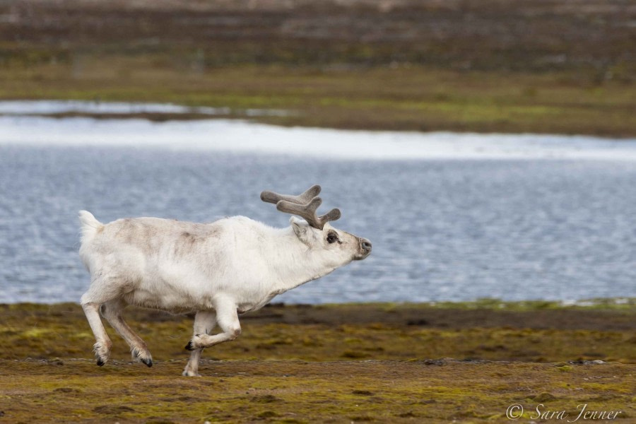 HDS02-22, Day 6, Reindeer 2 © Sara Jenner - Oceanwide Expeditions.jpg