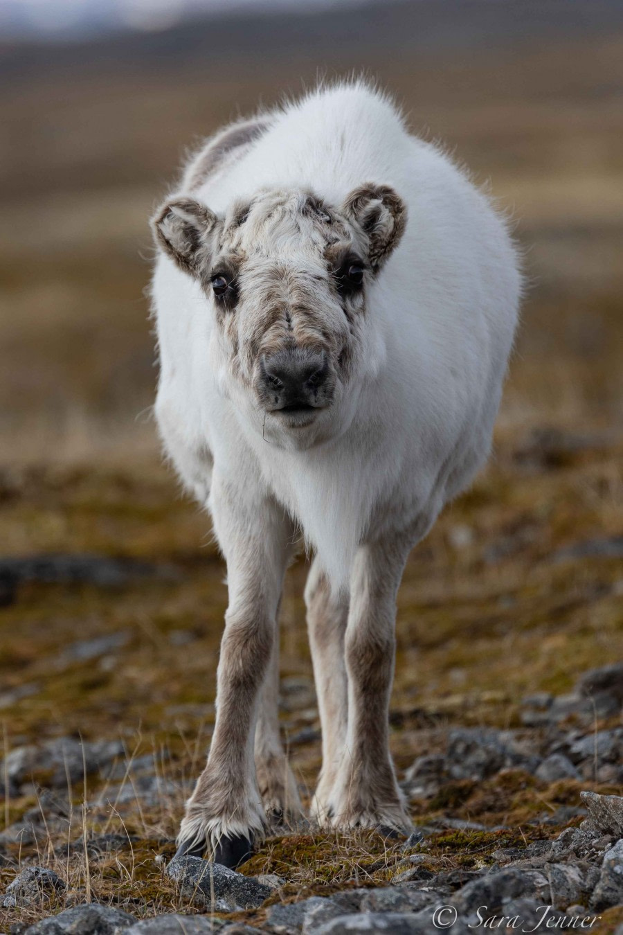 HDS02-22, Day 7, Reindeer 1 © Sara Jenner - Oceanwide Expeditions.jpg