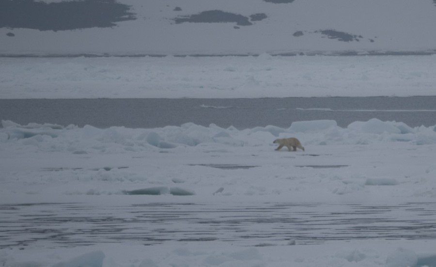 PLA03-22, Day 3, Polar bear, Woodfjorden (Groot).jpg