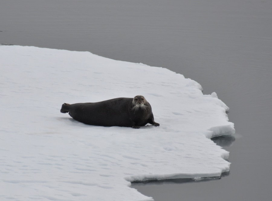 PLA03-22, Day 5, Bearded seal on an ice floe (Groot).jpg
