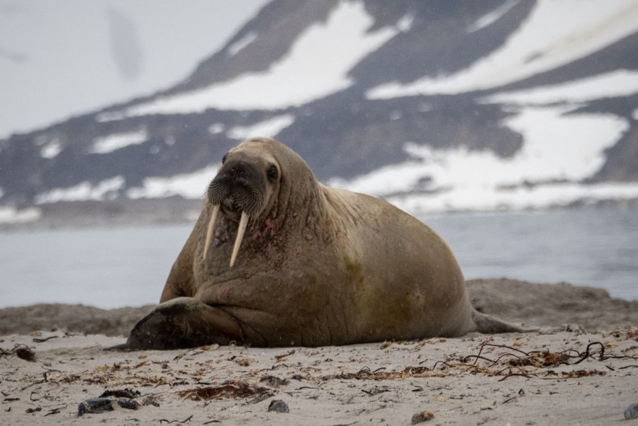 PLA03-22, Day 6, Walrus, Raudfjorden (Groot).jpg