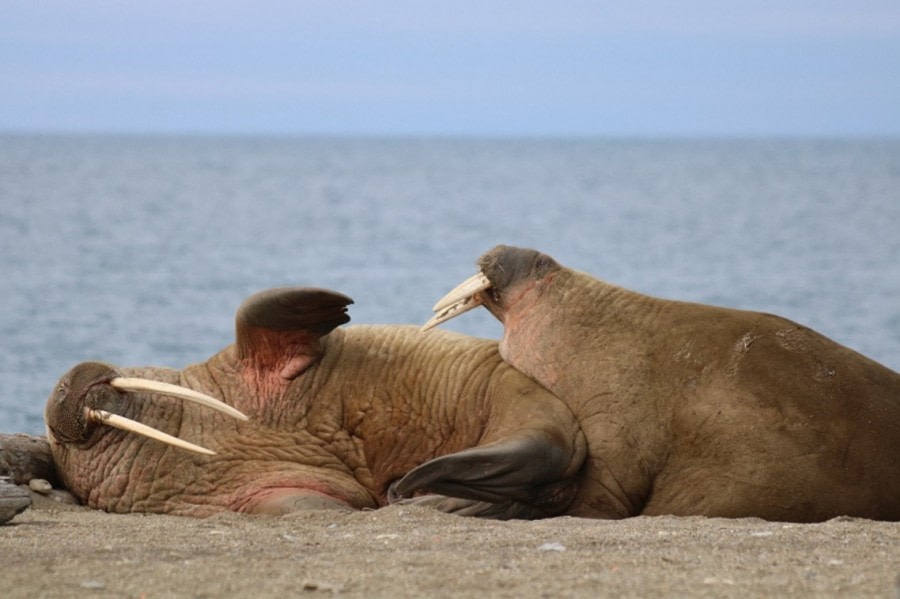 OTL04-22, Day 7, Walrus, Poolepynten.jpg