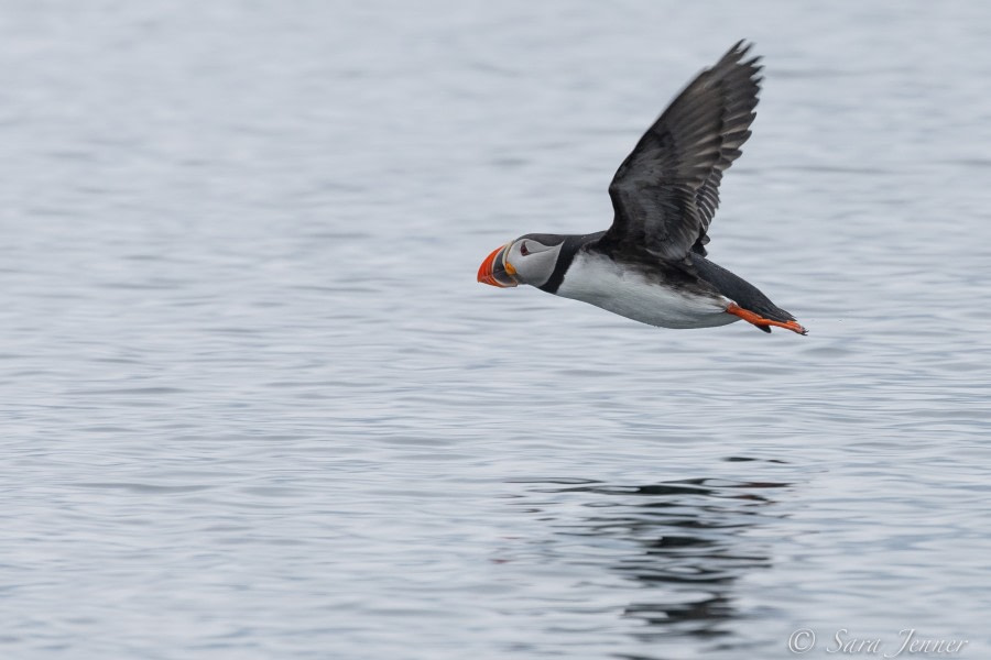 HDS03-22, Day 3, Puffin 1 © Sara Jenner - Oceanwide Expeditions.jpg