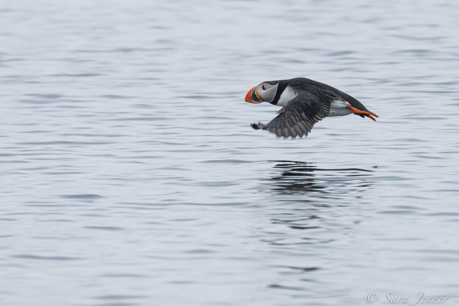 HDS03-22, Day 3, Puffin_ © Sara Jenner - Oceanwide Expeditions.jpg