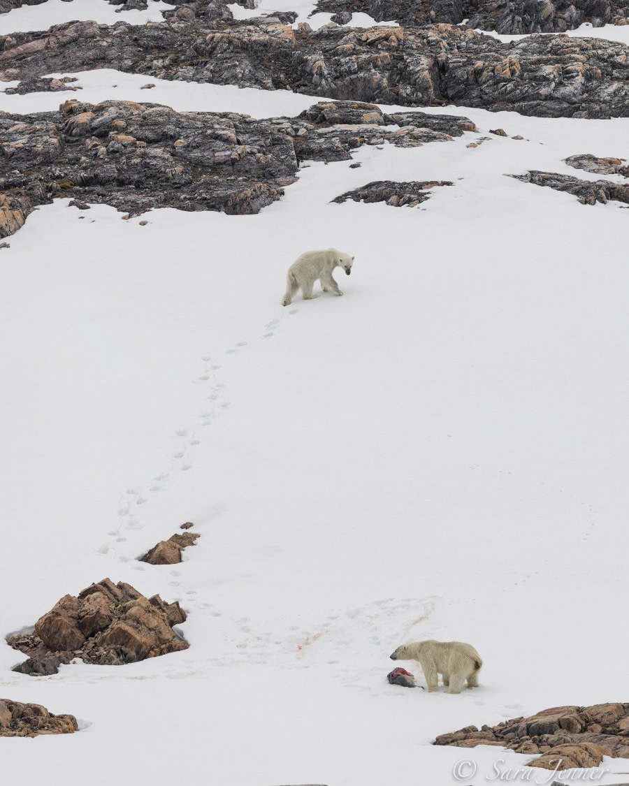 HDS03-22, Day 4, Polar Bear 2 © Sara Jenner - Oceanwide Expeditions.jpg