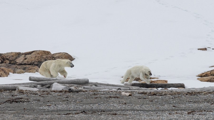 HDS03-22, Day 4, Polar Bear 3 © Sara Jenner - Oceanwide Expeditions.jpg