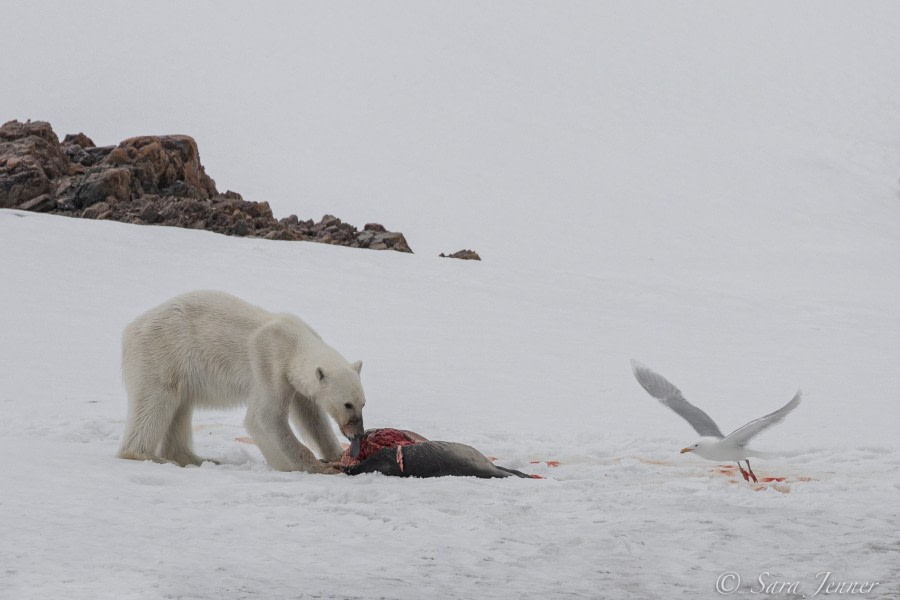 HDS03-22, Day 4, Polar Bear 6 © Sara Jenner - Oceanwide Expeditions.jpg