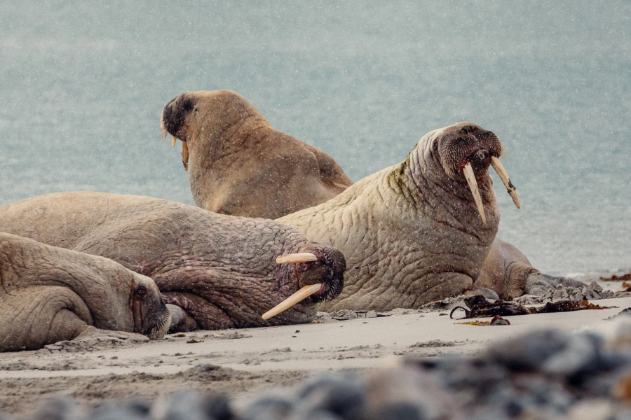 HDS03-22, Day 6, Walrus © Juan Martin Berenstein - Oceanwide Expeditions.jpg