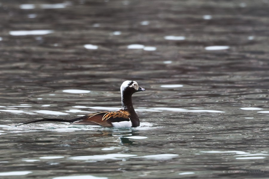 HDS04-22, Day 2, Long-tailed duck, Ny-London © Georgina Strange - Oceanwide Expeditions.jpg