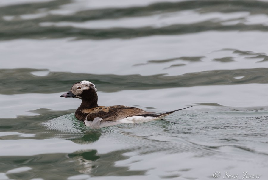 HDS04-22, Day 2, Long-tailed duck, Ny-London © Sara Jenner - Oceanwide Expeditions.jpg