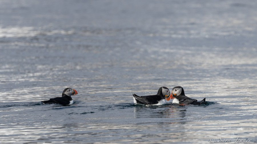 HDS04-22, Day 3, Courting puffins Indre Norskoya © Sara Jenner - Oceanwide Expeditions.jpg