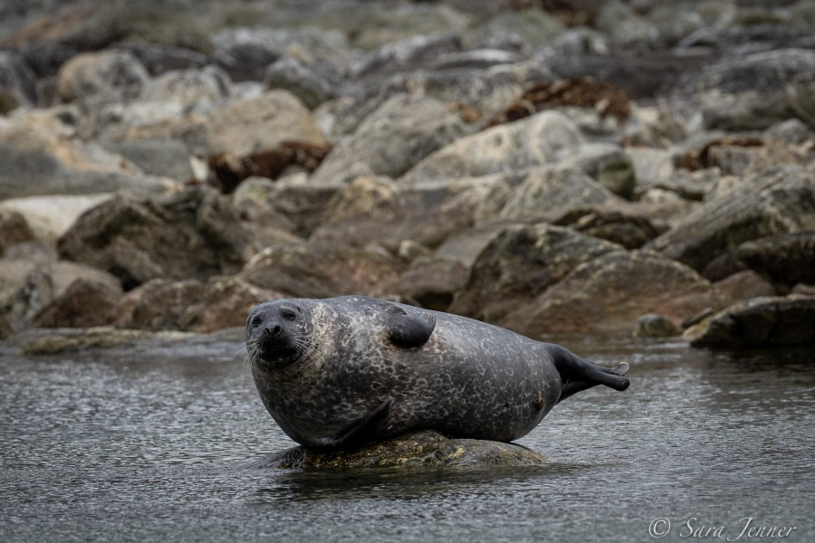 HDS04-22, Day 3, Harbour seal -Virgohamna © Sara Jenner - Oceanwide Expeditions.jpg