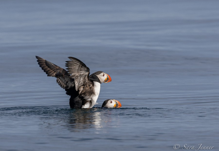 HDS04-22, Day 3, Mating Puffins- Indre Norskoya © Sara Jenner - Oceanwide Expeditions.jpg