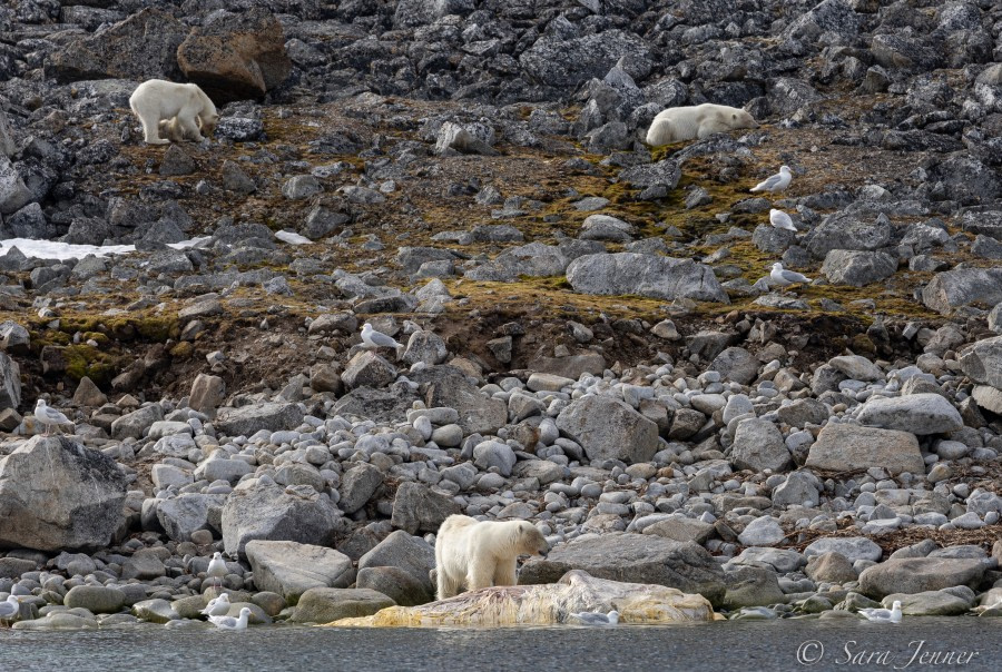 HDS04-22, Day 3, Polar Bear, Indre Norskoya © Sara Jenner - Oceanwide Expeditions (1).jpg