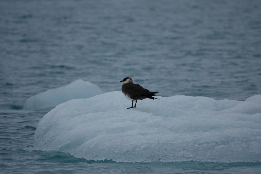PLA04-22, Day 3, Arctic Skua © Unknown Photographer - Oceanwide Expeditions.jpg