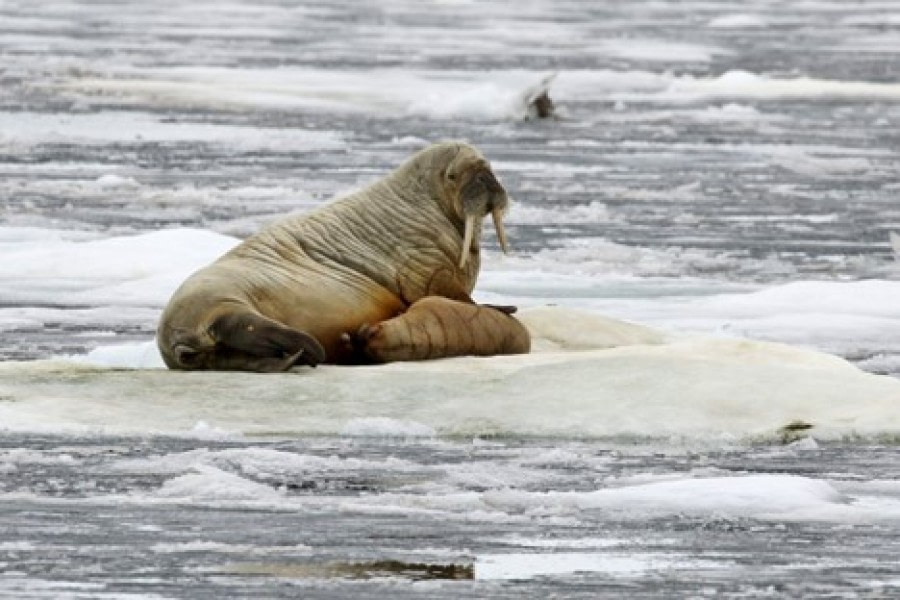 PLA04-22, Day 5, Walrus, Chermsideøya © Unknown Photographer - Oceanwide Expeditions.jpg