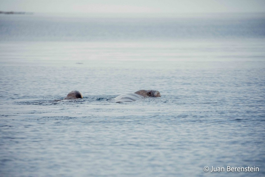 OTL05-22, Day 3 _Q9A3612 © Juan Martin Berenstein - Oceanwide Expeditions.jpg