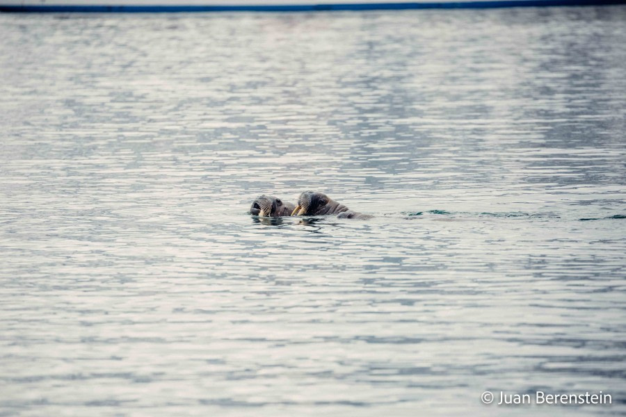 OTL05-22, Day 3 _Q9A3672 © Juan Martin Berenstein - Oceanwide Expeditions.jpg