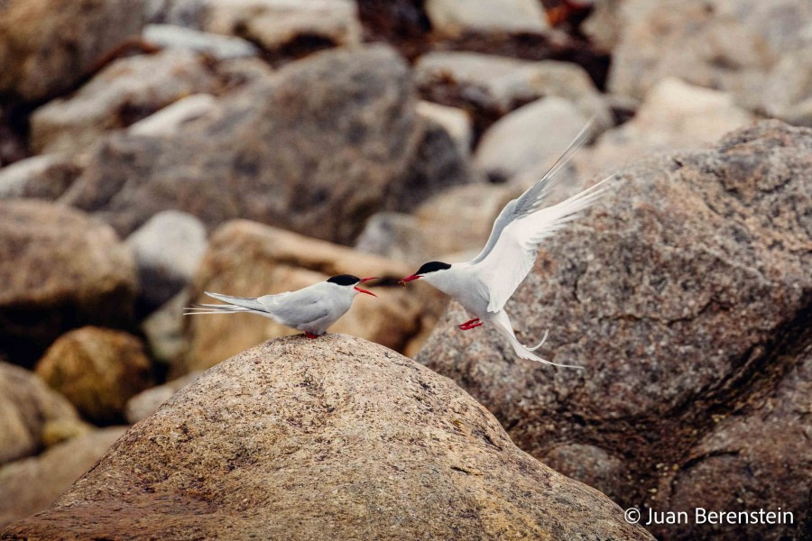 OTL05-22, Day 3 _Q9A3822 © Juan Martin Berenstein - Oceanwide Expeditions.jpg