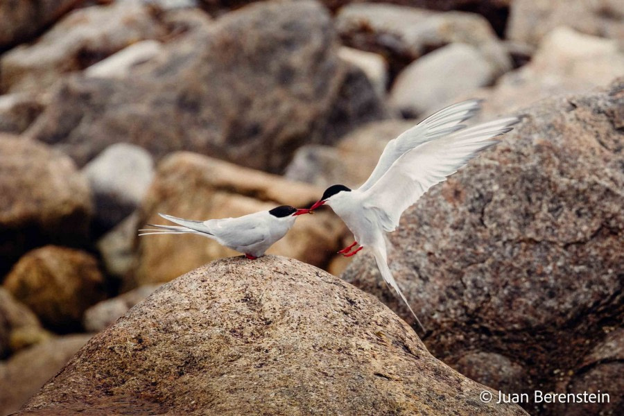 OTL05-22, Day 3 _Q9A3823 © Juan Martin Berenstein - Oceanwide Expeditions.jpg