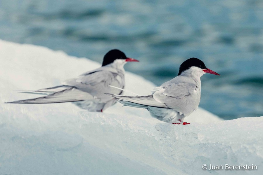 OTL05-22, Day 5 _Q9A4350 © Juan Martin Berenstein - Oceanwide Expeditions.jpg